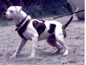 Ol southern hot sale white bulldog